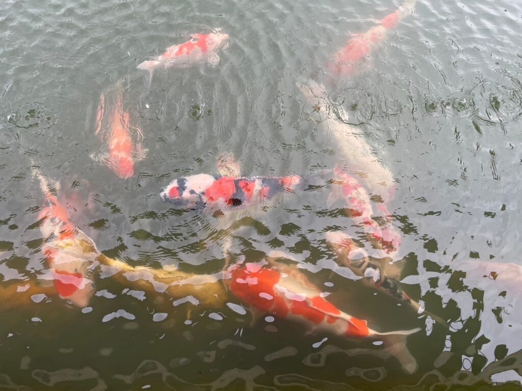 養浩館庭園の鯉